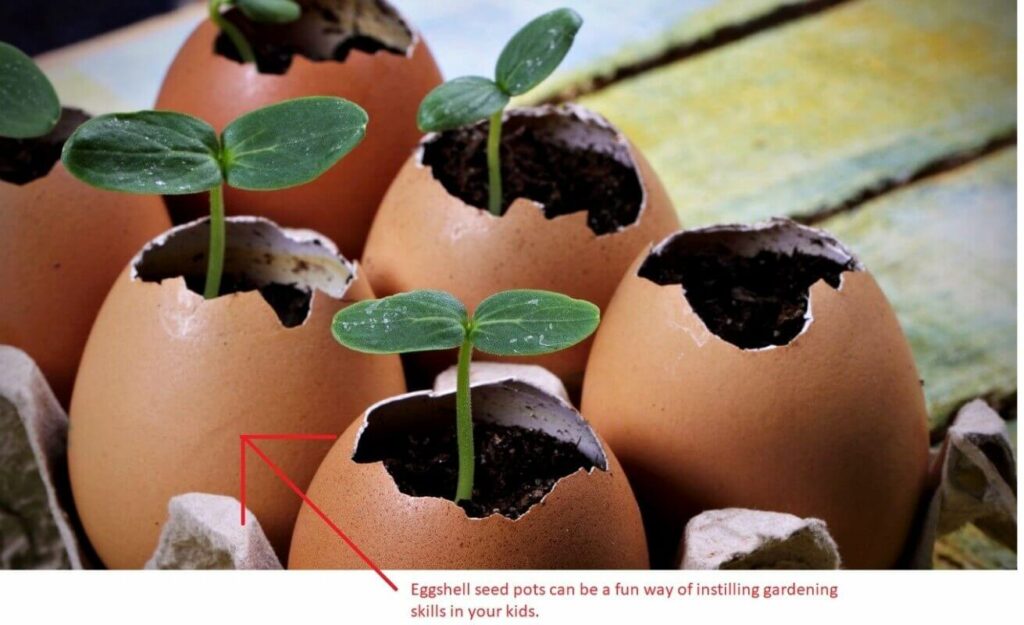 Egg Shell Seed Pots