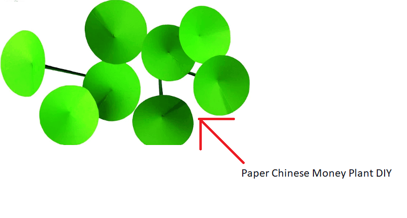 Papier-Chinesisch-Geld-Pflanze