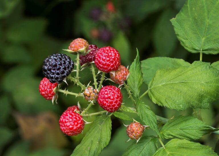 Berries-And-Plants