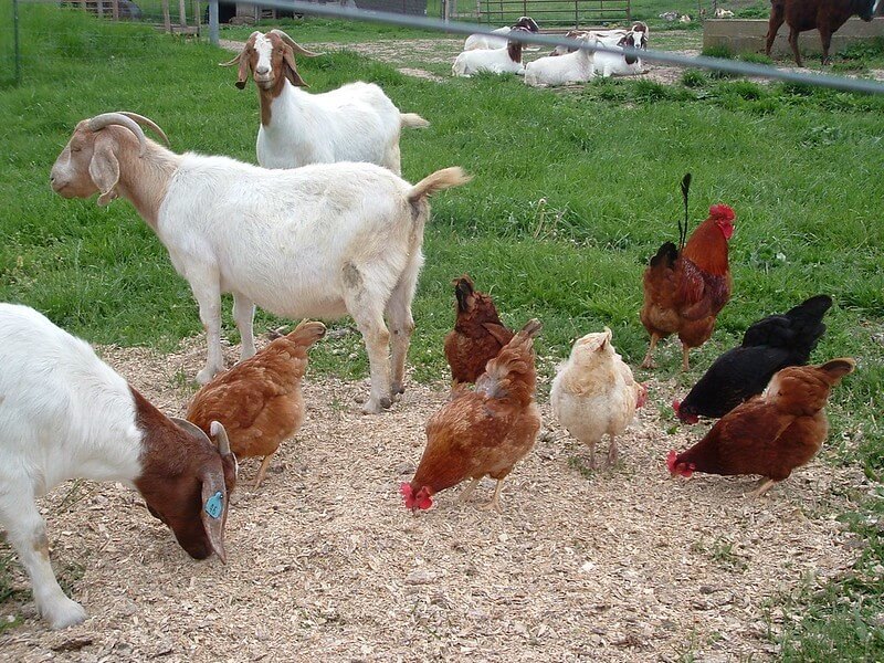 Farm Animals