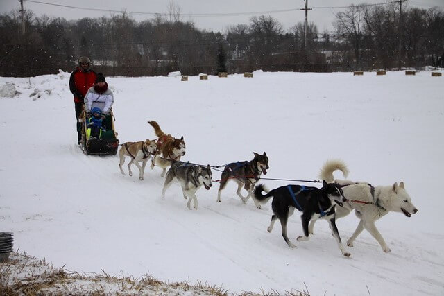 Dog Sledding