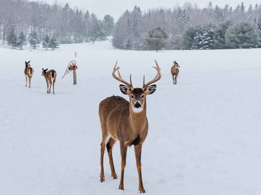 Les Elfes Winter camps - 8 activities for winter - animals